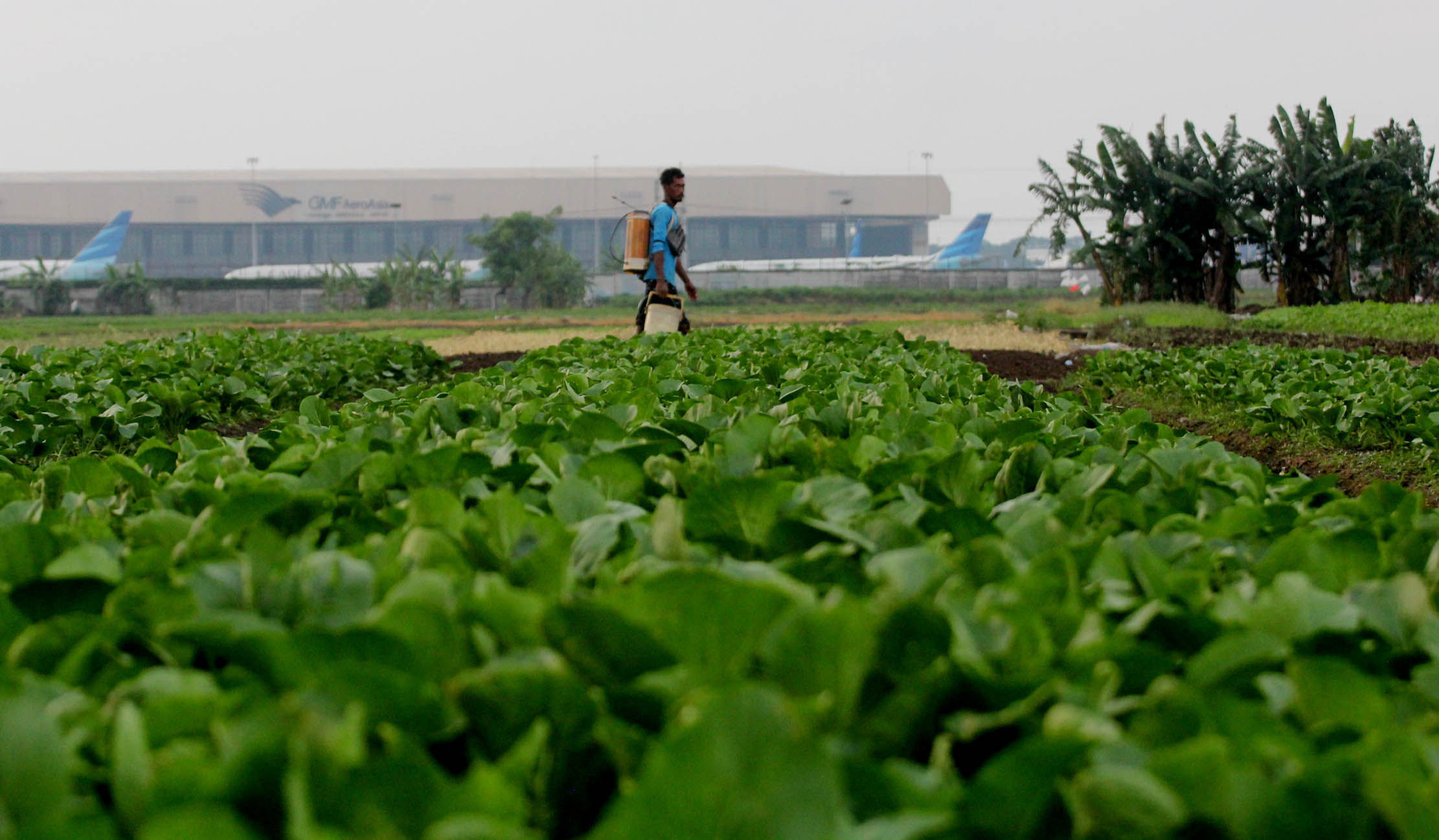 Nampak sejumlah petani sayur yang merawat tanaman di lahan milik PT Angkasa Pura Bandara Soekarno Hatta, Kota Tangerang, Selasa 7 Juni 2022. Foto : Panji Asmoro/TrenAsia