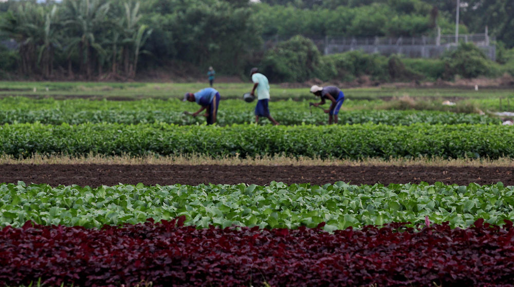 Pertanian Serap Tenaga Kerja - Panji 5.jpg
