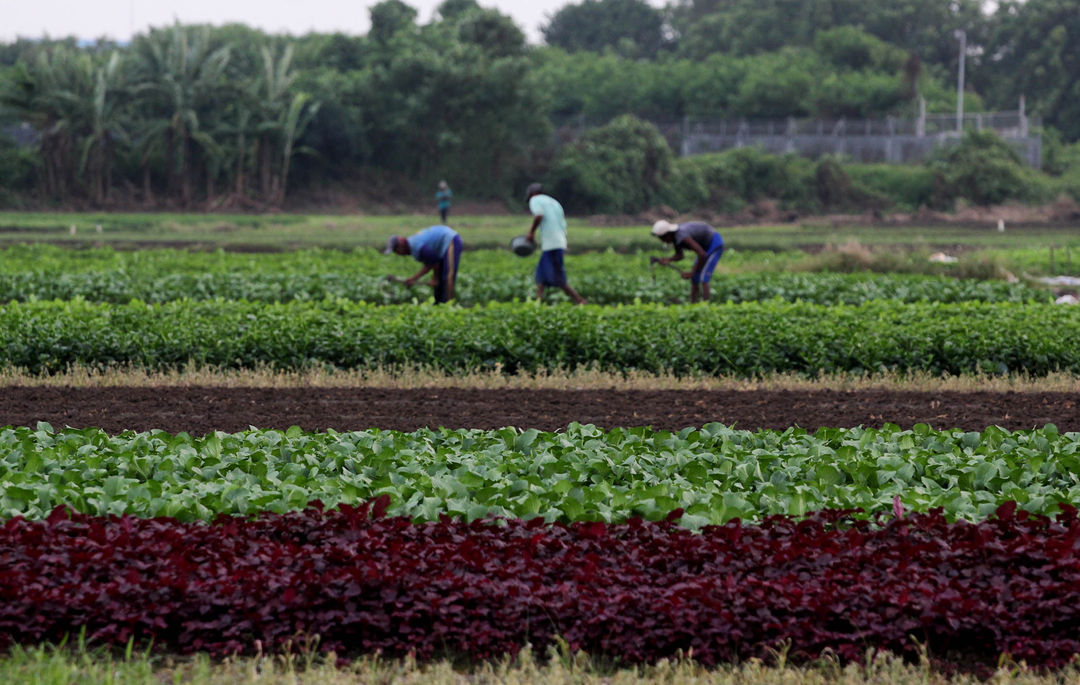 Nampak sejumlah petani sayur yang merawat tanaman di lahan milik PT Angkasa Pura Bandara Soekarno Hatta, Kota Tangerang, Selasa 7 Juni 2022. Foto : Panji Asmoro/TrenAsia