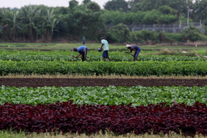 Pertanian Serap Tenaga Kerja - Panji 5.jpg