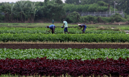 Pertanian Serap Tenaga Kerja - Panji 5.jpg