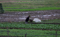 Nampak sejumlah petani sayur yang merawat tanaman di lahan milik PT Angkasa Pura Bandara Soekarno Hatta, Kota Tangerang, Selasa 7 Juni 2022. Foto : Panji Asmoro/TrenAsia