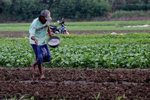 Pertanian Serap Tenaga Kerja - Panji 6.jpg