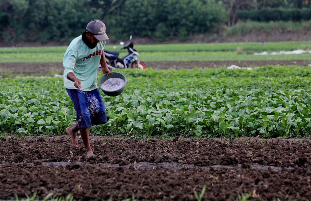 Tip Bertani di Tengah Fenomena El Nino