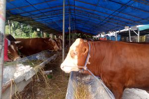 WhatsApp Image 2022-06-08 at 13.16.36.jpeg