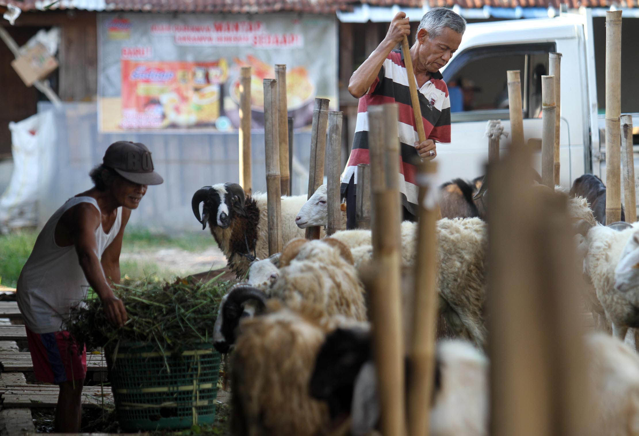 Aktifitas pedagang hewan kurban di kawasan Galeong, Kota Tangerang, Banten. Foto : Panji Asmoro/TrenAsia