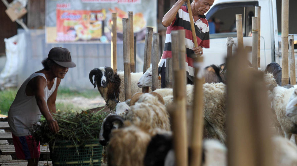 Ilustrasi Hewan kurban - Panji 4.jpg