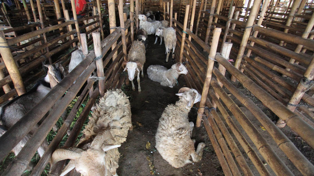 Ilustrasi Hewan kurban - Panji 2.jpg