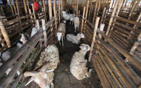 Aktifitas pedagang hewan kurban di kawasan Galeong, Kota Tangerang, Banten. Foto : Panji Asmoro/TrenAsia