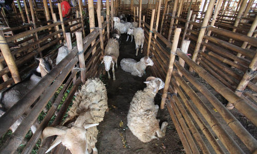 Ilustrasi Hewan kurban - Panji 2.jpg