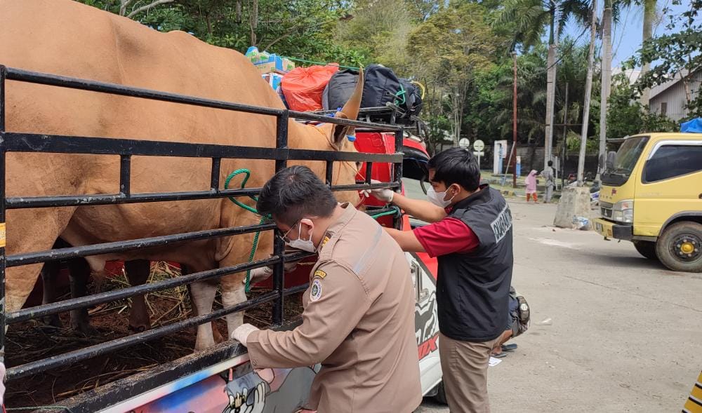 Petugas Karantina Pertanian Balikpapan melakukan pemeriksaan kepada hewan yang masuk ke Kaltim