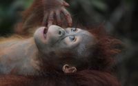 wildlife-gc6c21a787_1280.jpg