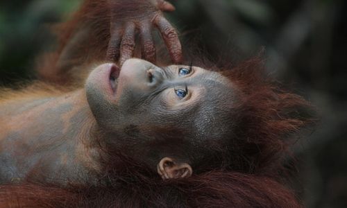 wildlife-gc6c21a787_1280.jpg