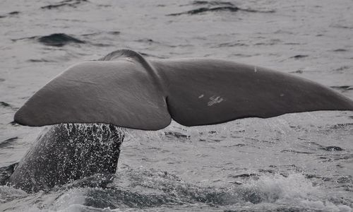 whale-g6cf5d469e_1280.jpg