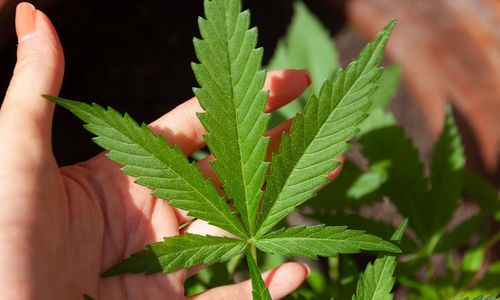 cannabis-gc01612ef5_1280.jpg