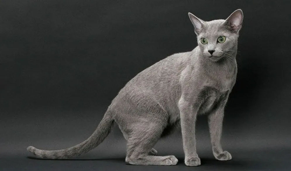 kucing Russian Blue dengan warna estetik