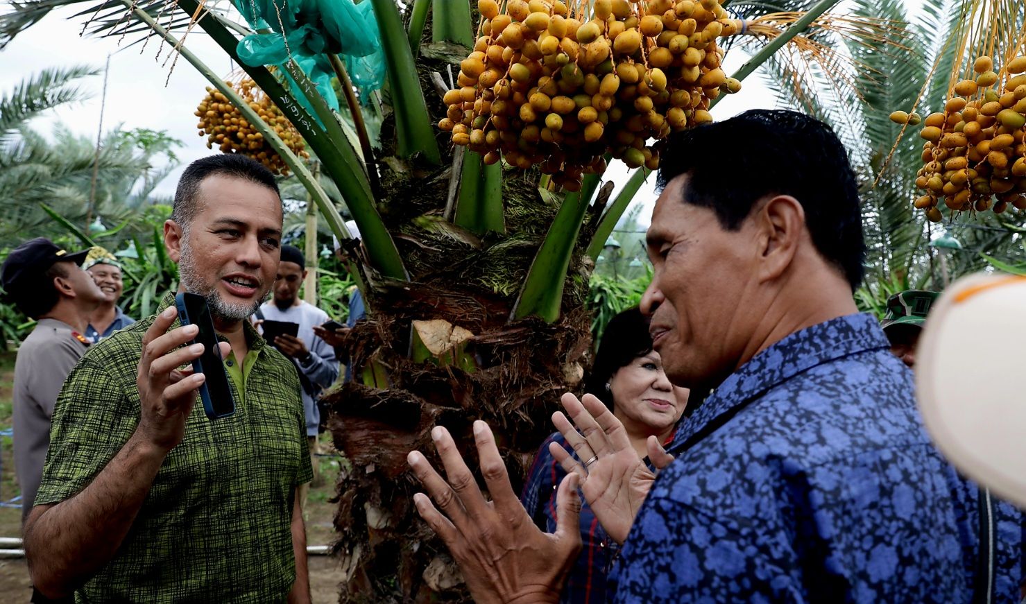 Wakil Gubernur Sumut Musa Rajekshah memanen buah kurma yang tumbuh di Kutambaru, Karo