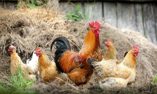 chickens-ged236bbb4_1280.jpg