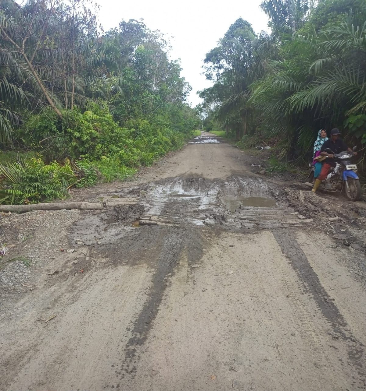 Kondisi jalan yang menghubungkan Desa Roham Raya dan Desa Dwi Pasari Kecamatan Wanaraya Kabupaten Barito Kuala rusak parah.
