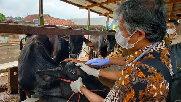 Cegah PMK, Dinas Pertanian Bandar Lampung Terapkan SOP Ketat
