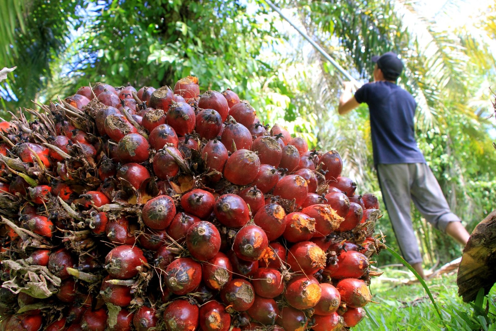 Beasiswa perkebunan sawit dibuka untuk program studi vokasi.