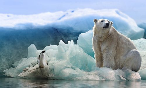 icebear-g5ddcf6c61_1280.jpg