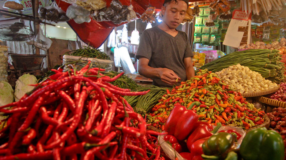 Ilustrasi Cabe Pasar - Panji 1.jpg