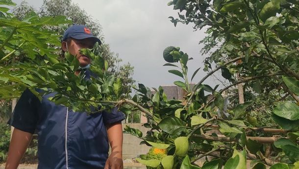 Petani Milenial Bandar Lampung Uji Coba Kembangkan Jeruk Dekopon