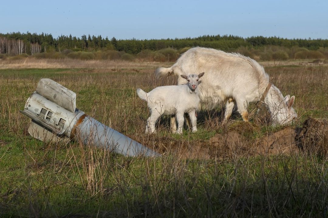 kambing.jpg