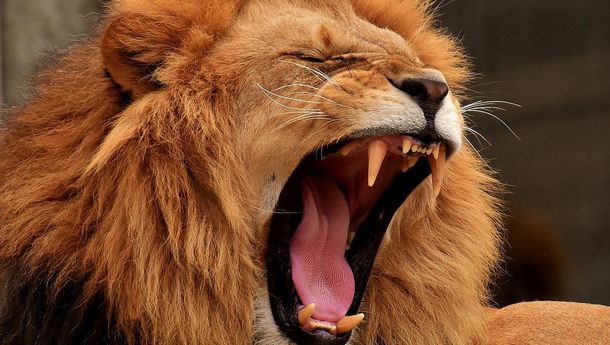 Singa Menguap Bukan Karena Mengantuk Tapi Menjalin Ikatan Sosial