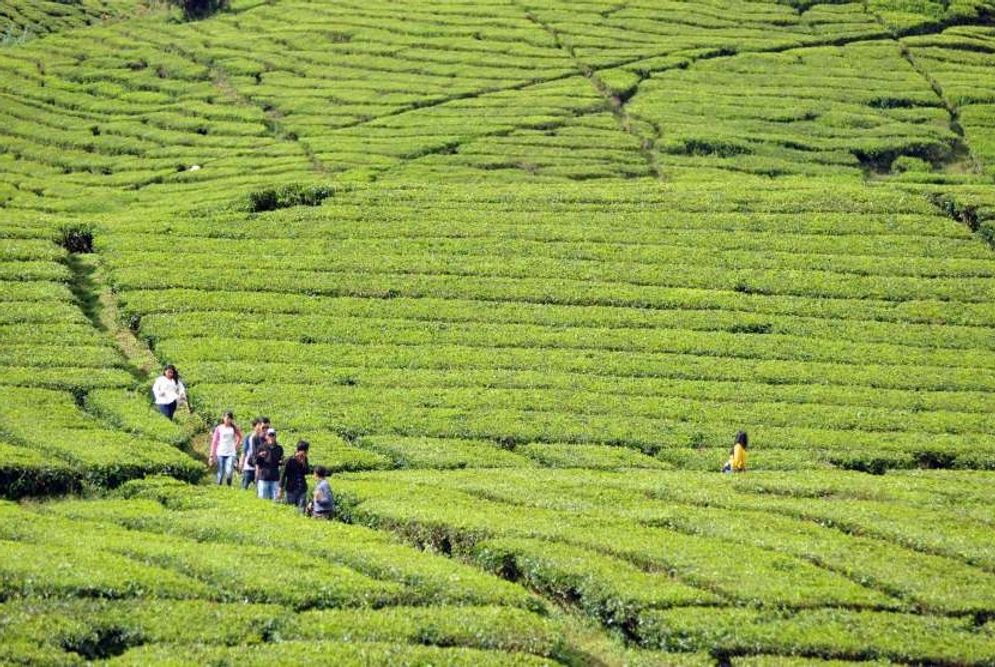 Tanaman Teh di Kerinci, Dirawat sejak Belanda Masih Hasilkan Produk Kualitas Tinggi