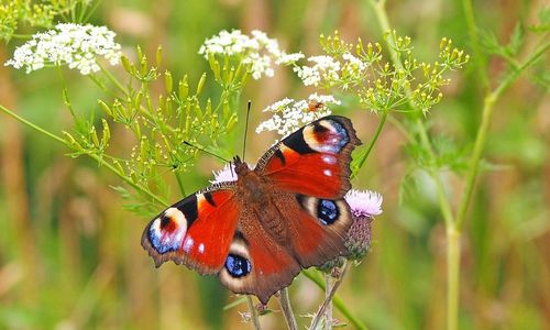 peacock-butterfly-g88351d48f_1280.jpg