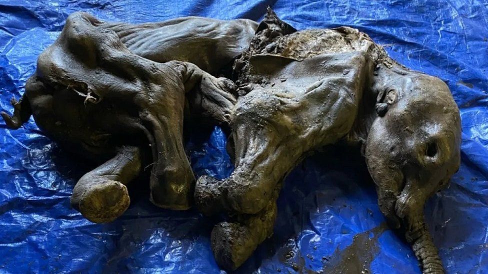 Sebuah bentuk mami dari seekor bayi gajah raksasa atau mammoth zaman es ditemukan di Kanada.