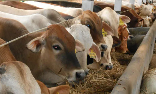 sapi IKN