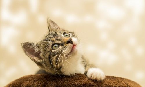 kitten-gfd7704bbf_1280.jpg