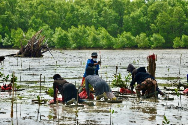 Upaya berbagai kelompok masyarakat melestarikan mangrove tidak didukung sebagian pelaku usaha yang dengan sengaja melakukan pembukaan lahan mangrove. Pemkot Balikpapan menghentikan izin sebuah perusahaan yang membuka lahan di kawasan DAS Wain.