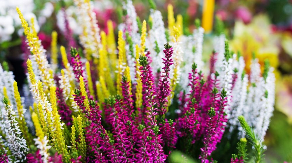 Arti mimpi menanam bunga