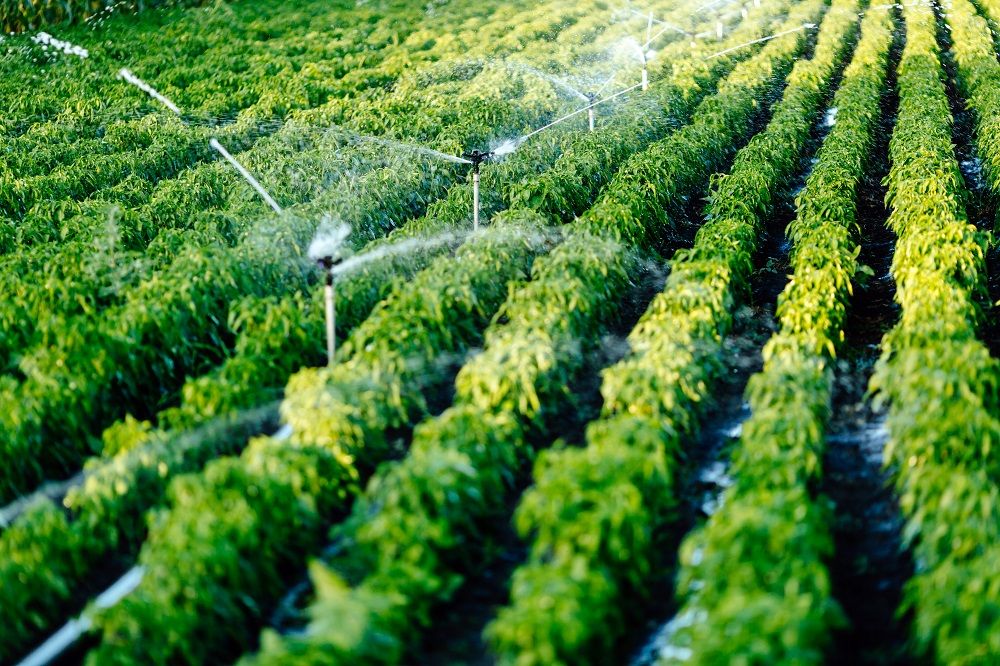 <p>Irrigation system in function watering agriculutural plants</p>
