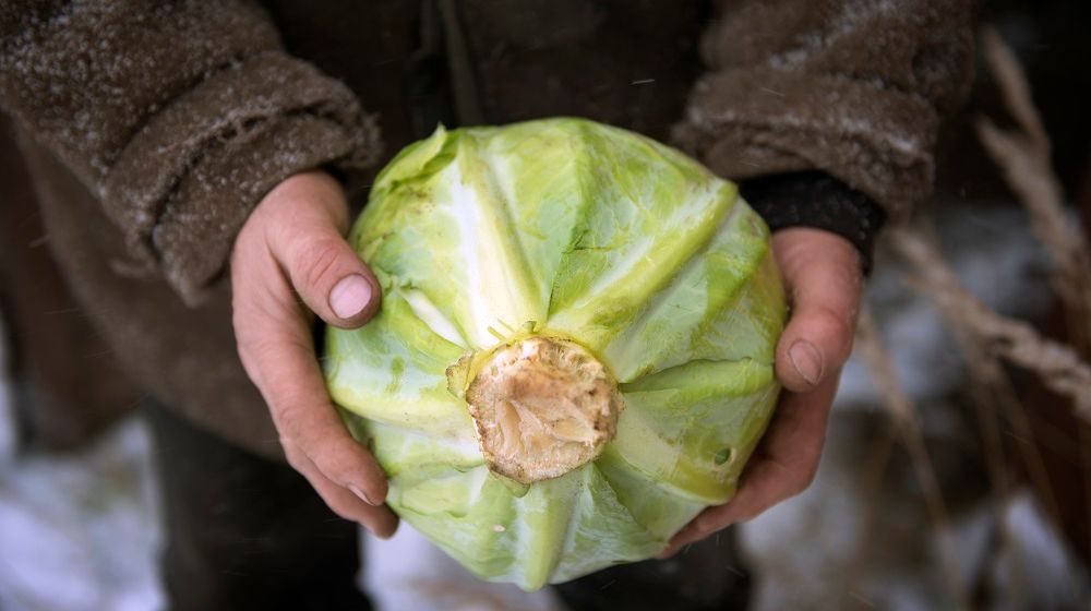 Pertanian Kubis di Jepang
