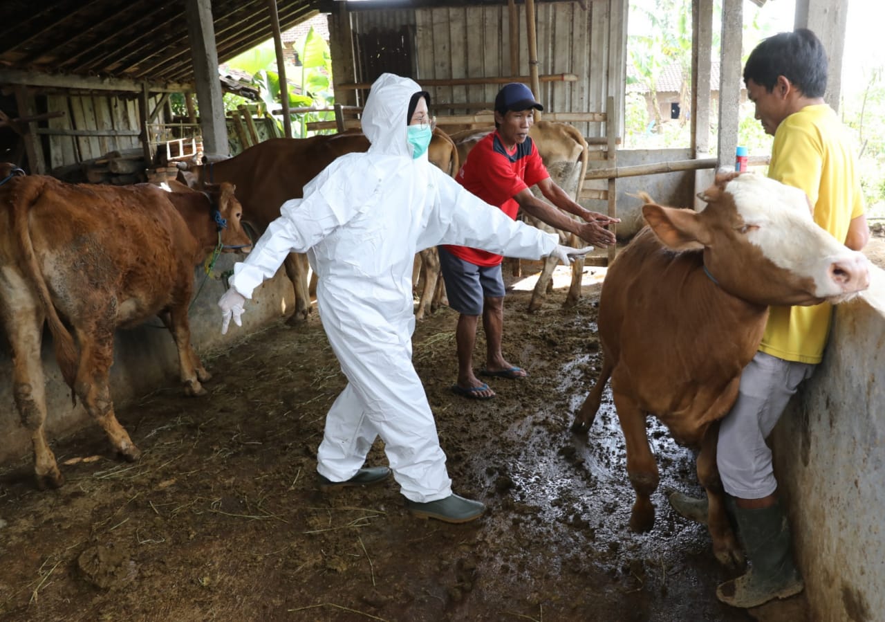 Petugas melakukan vaksinasi PMK di Desa Genengsari, Kecamatan Polokarto, Kabupaten Sukoharjo.