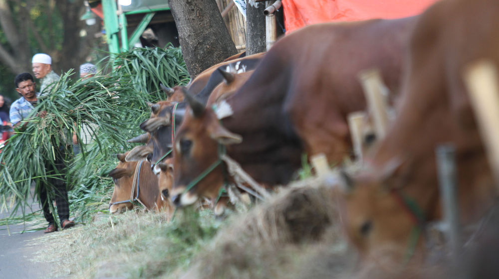 Ilustrasi Penjualan Hewan Kurban - Panji 3.jpg