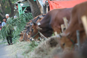 Ilustrasi Penjualan Hewan Kurban - Panji 3.jpg