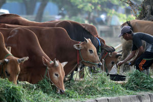 Ilustrasi Penjualan Hewan Kurban - Panji 1.jpg