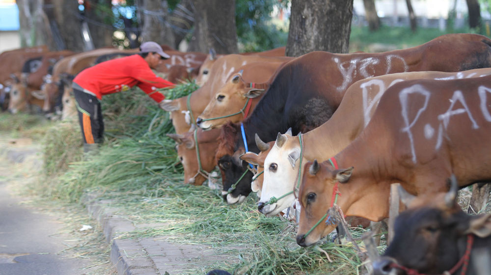 Ilustrasi Penjualan Hewan Kurban - Panji 4.jpg