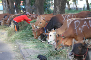 Ilustrasi Penjualan Hewan Kurban - Panji 4.jpg