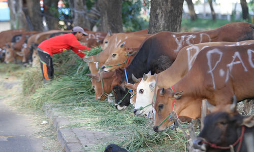 Ilustrasi Penjualan Hewan Kurban - Panji 4.jpg