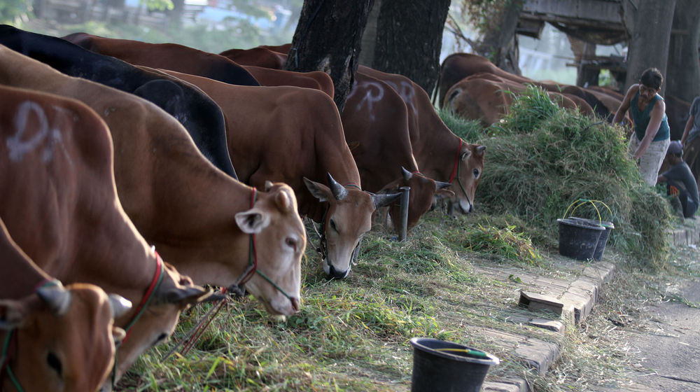 Ilustrasi Penjualan Hewan Kurban - Panji 2.jpg