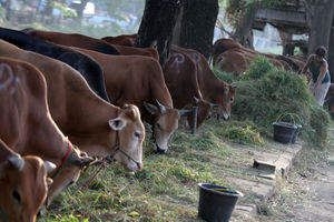 Ilustrasi Penjualan Hewan Kurban - Panji 2.jpg
