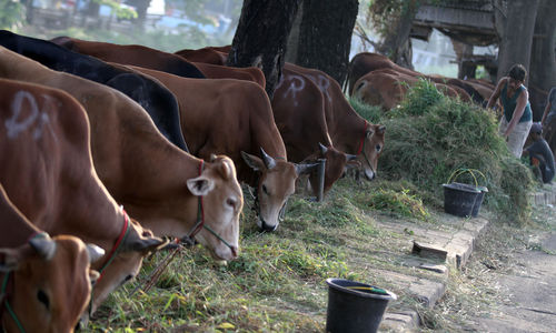 Ilustrasi Penjualan Hewan Kurban - Panji 2.jpg