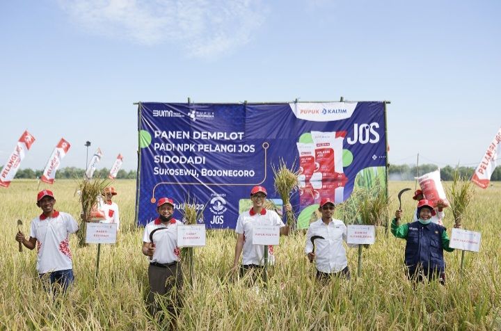 Demplot NPK Pelangi JOS PKT, Produktivitas Padi Bojonegoro Naik hingga 36 Persen